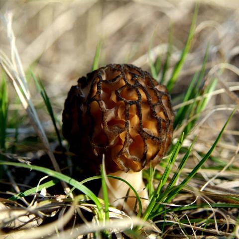 村里一種野生菌，現(xiàn)在逐步減少，一斤600多元價值很珍貴