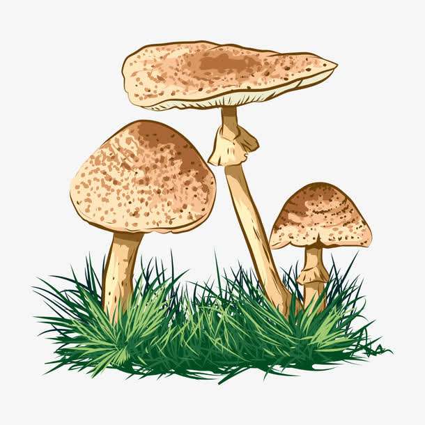 預警：野生菌中毒怎么防？怎么控？怎么辦？