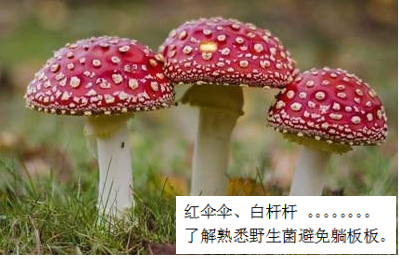 預(yù)防毒蘑菇中毒，這些事你該知道